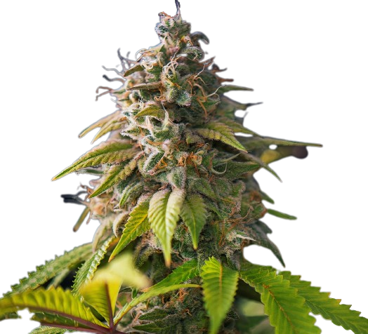 Banana Cream OG Cannabissamen-Verpackung — Royal King Seeds Deutschland