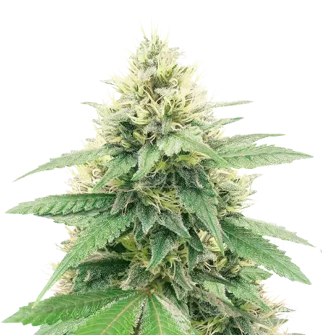 Banana Diesel Cannabissamen-Verpackung — Royal King Seeds Deutschland
