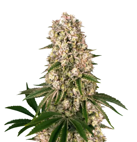 Banana Kush Cannabissamen-Verpackung — Royal King Seeds Deutschland