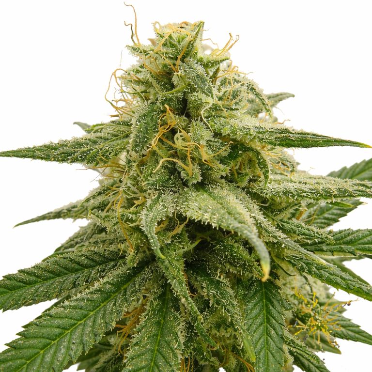 Banana OG Cannabissamen-Verpackung — Royal King Seeds Deutschland