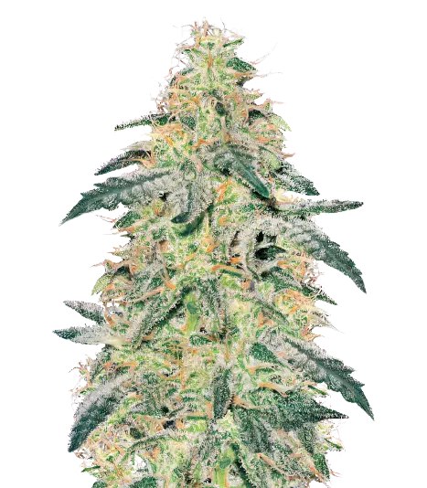 Barbara Bud Cannabissamen-Verpackung — Royal King Seeds Deutschland