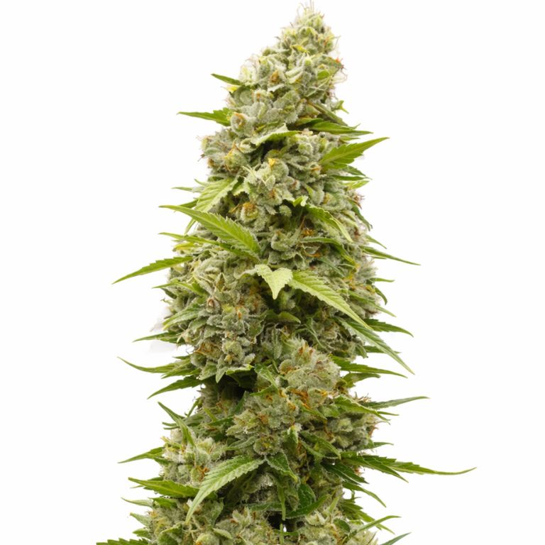 Batman OG Cannabissamen-Verpackung — Royal King Seeds Deutschland