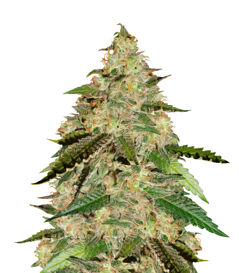 Bay 11 Cannabissamen-Verpackung — Royal King Seeds Deutschland