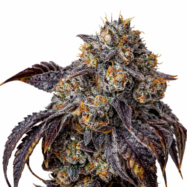 Berry White Cannabissamen-Verpackung — Royal King Seeds Deutschland