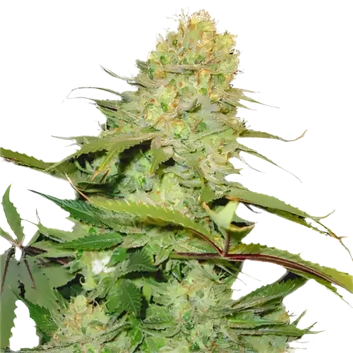 Big Buddha Cheese Cannabissamen-Verpackung — Royal King Seeds Deutschland