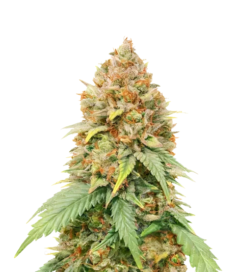 Big Cheese Cannabissamen-Verpackung — Royal King Seeds Deutschland