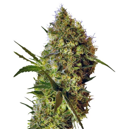 Big Devil Cannabissamen-Verpackung — Royal King Seeds Deutschland