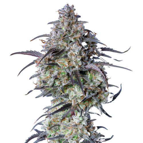Big Sticky Cannabissamen-Verpackung — Royal King Seeds Deutschland