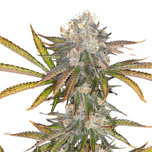 Black 84 Cannabissamen-Verpackung — Royal King Seeds Deutschland