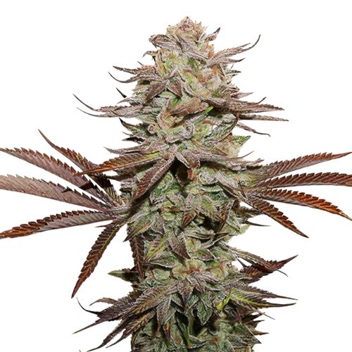 Black Afghan Cannabissamen-Verpackung — Royal King Seeds Deutschland