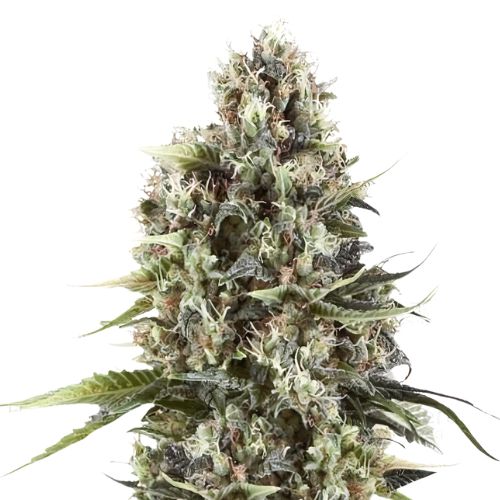 Black Betty Cannabissamen-Verpackung — Royal King Seeds Deutschland
