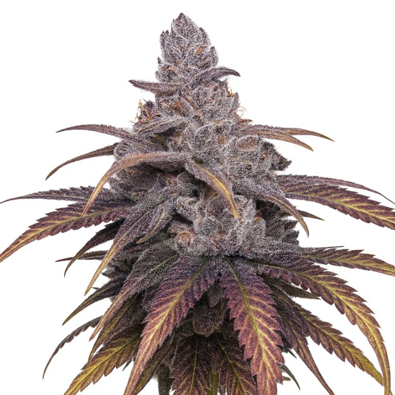 Black Cherry Punch Cannabissamen-Verpackung — Royal King Seeds Deutschland