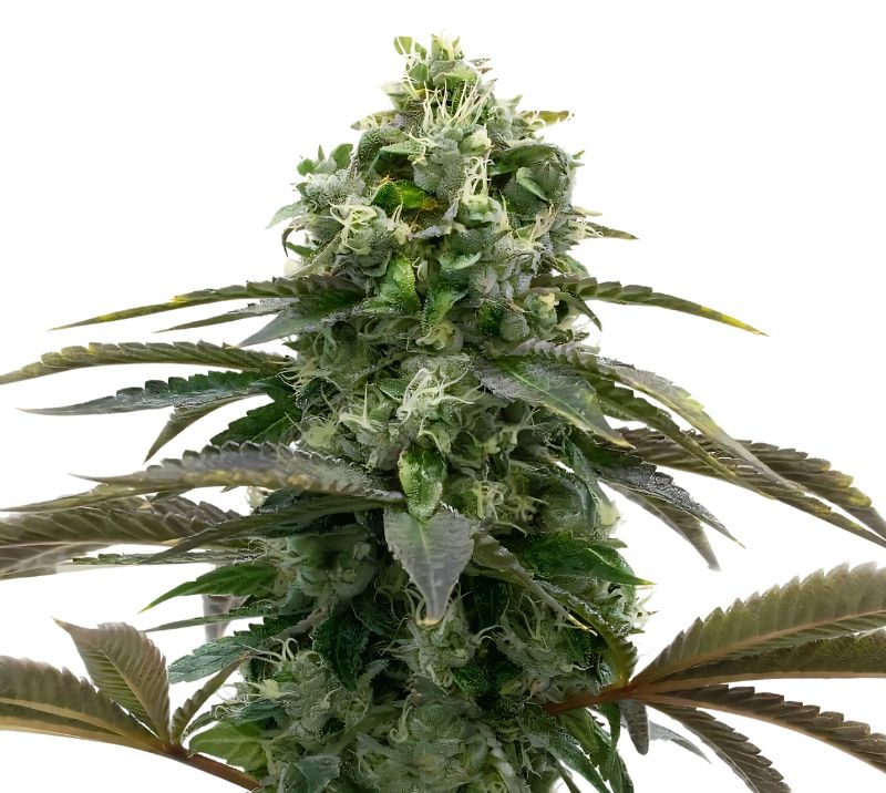 Black Demon OG Cannabissamen-Verpackung — Royal King Seeds Deutschland