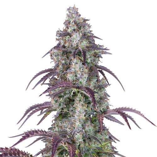 Black Ice Cannabissamen-Verpackung — Royal King Seeds Deutschland