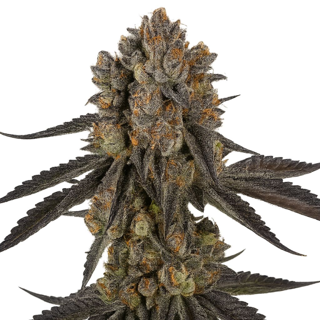 Black Mamba Cannabissamen-Verpackung — Royal King Seeds Deutschland