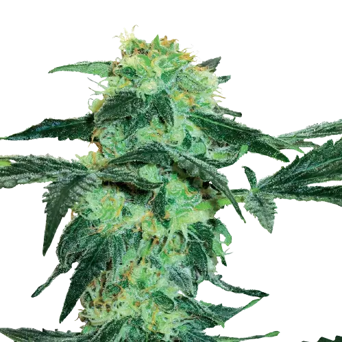 Black Tuna Cannabissamen-Verpackung — Royal King Seeds Deutschland
