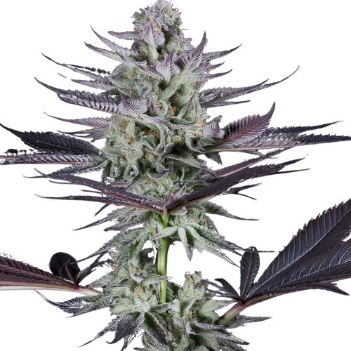 Blackberry Bubble Cannabissamen-Verpackung — Royal King Seeds Deutschland