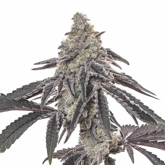 Blackberry Hashplant Cannabissamen-Verpackung — Royal King Seeds Deutschland