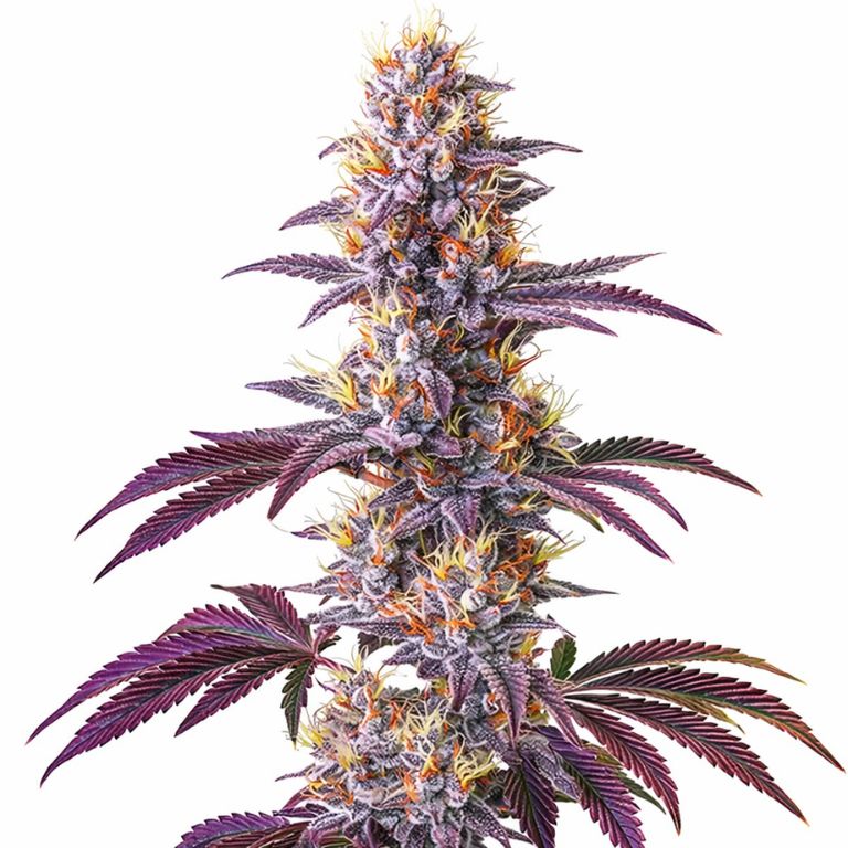 Blackberry Kush Cannabissamen-Verpackung — Royal King Seeds Deutschland