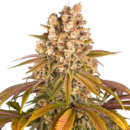 Blackberry Pie Cannabissamen-Verpackung — Royal King Seeds Deutschland