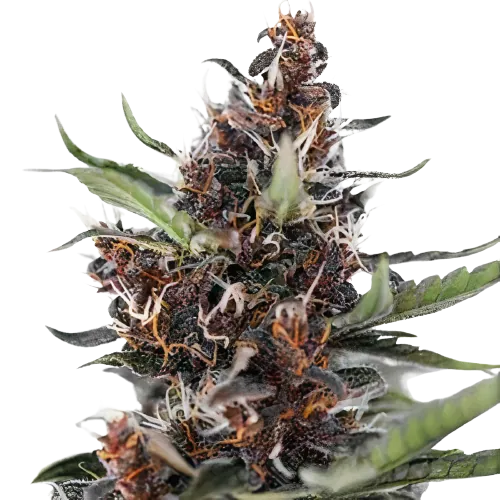 Blackberry Rhino Cannabissamen-Verpackung — Royal King Seeds Deutschland