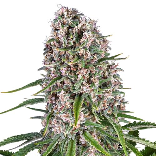Blackwater Cannabissamen-Verpackung — Royal King Seeds Deutschland