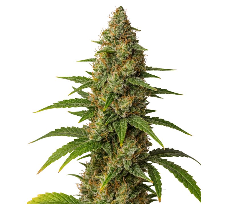 Blob OG Cannabissamen-Verpackung — Royal King Seeds Deutschland