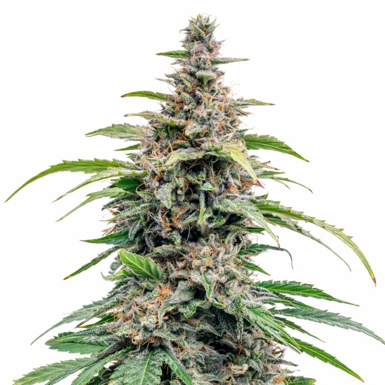 Bloos Kloos Cannabissamen-Verpackung — Royal King Seeds Deutschland