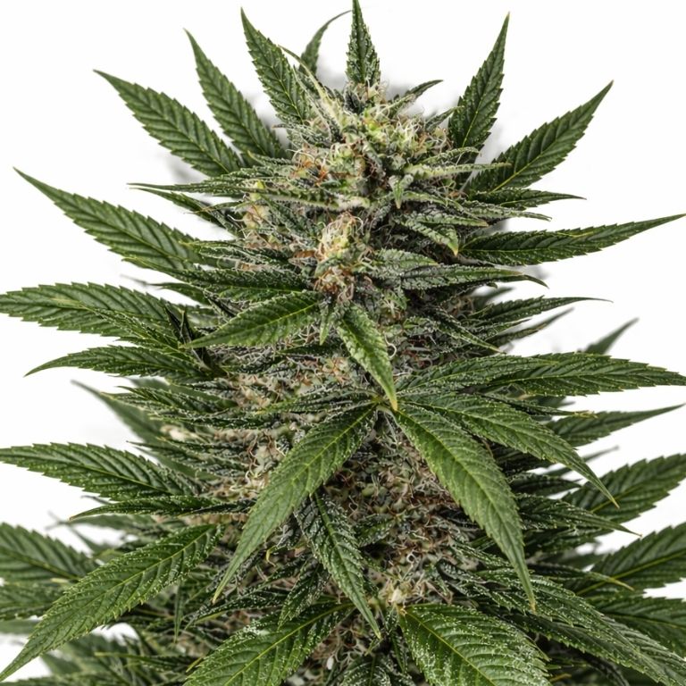 Blue Amnesia Cannabissamen-Verpackung — Royal King Seeds Deutschland