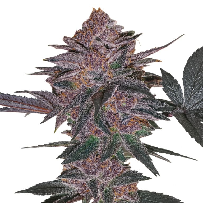 Blue Biscotti Cannabissamen-Verpackung — Royal King Seeds Deutschland