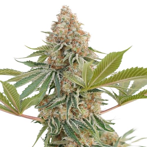 Blue Blood Cannabissamen-Verpackung — Royal King Seeds Deutschland