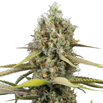 Blue Buddha Cannabissamen-Verpackung — Royal King Seeds Deutschland