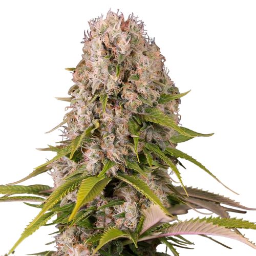 Blue Cheese Cannabissamen-Verpackung — Royal King Seeds Deutschland