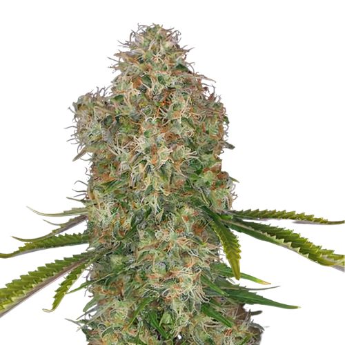 Blue Cinex Cannabissamen-Verpackung — Royal King Seeds Deutschland