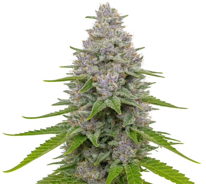 Blue Cookies Cannabissamen-Verpackung — Royal King Seeds Deutschland