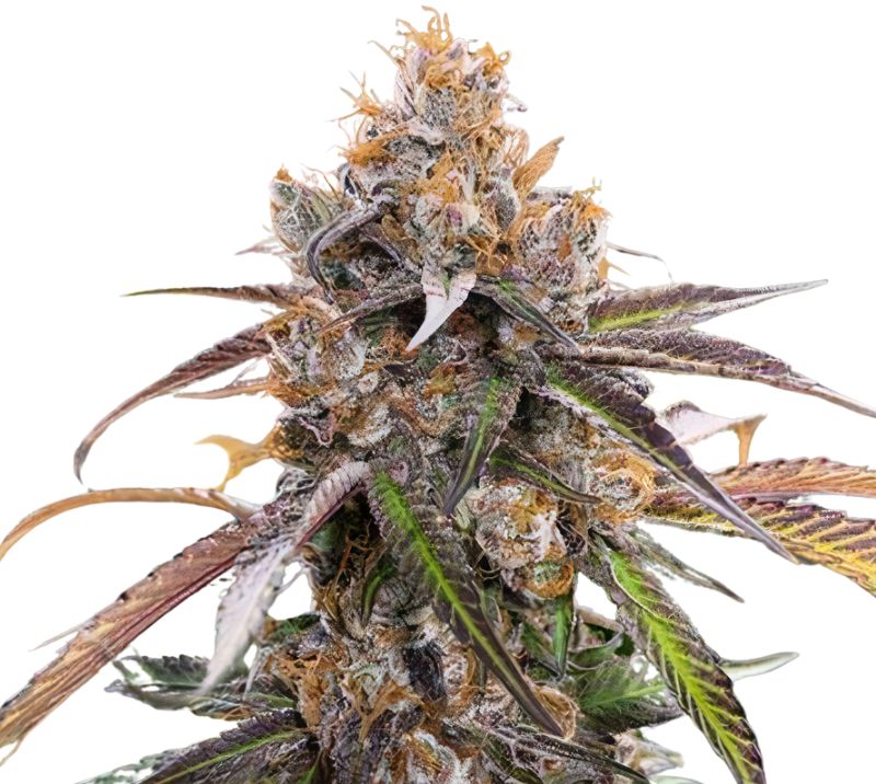 Blue Diamond Cannabissamen-Verpackung — Royal King Seeds Deutschland