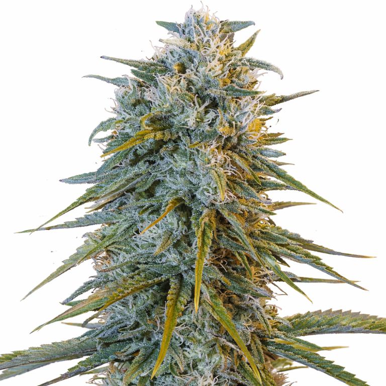 Blue Dream Cannabissamen-Verpackung — Royal King Seeds Deutschland