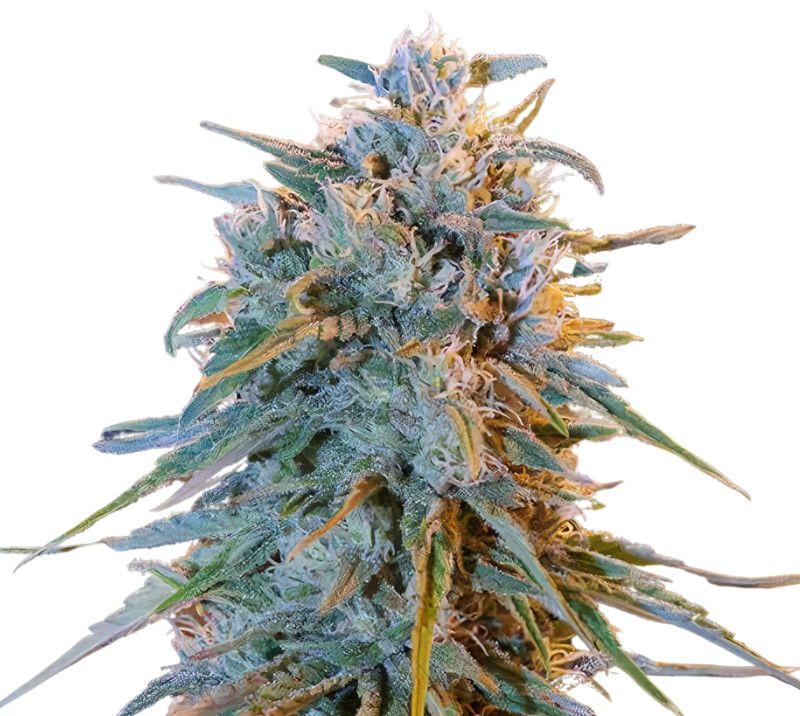 Blue Frost Cannabissamen-Verpackung — Royal King Seeds Deutschland