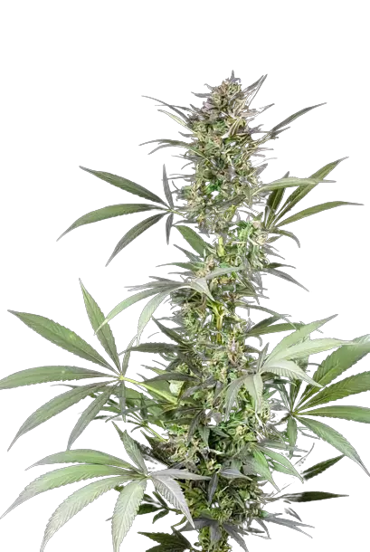 Blue Fruit Cannabissamen-Verpackung — Royal King Seeds Deutschland