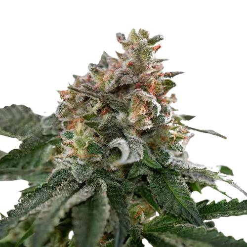 Blue Goo Cannabissamen-Verpackung — Royal King Seeds Deutschland