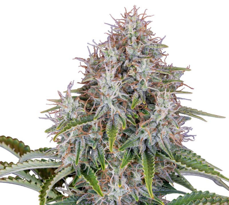 Blue Haze Cannabissamen-Verpackung — Royal King Seeds Deutschland