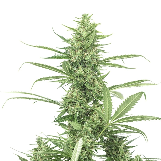 Blue Kiss Cannabissamen-Verpackung — Royal King Seeds Deutschland