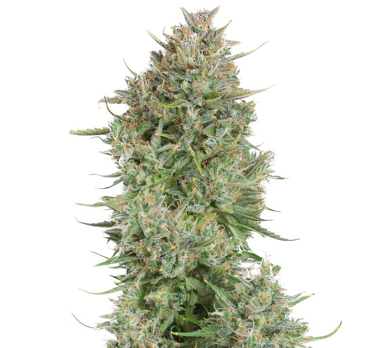 Blue Kush Cannabissamen-Verpackung — Royal King Seeds Deutschland