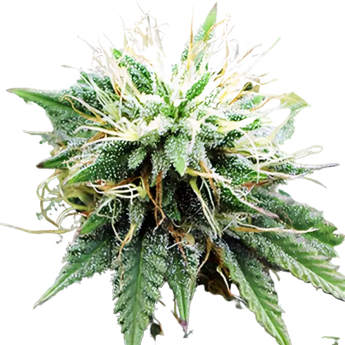 Blue Lights Cannabissamen-Verpackung — Royal King Seeds Deutschland