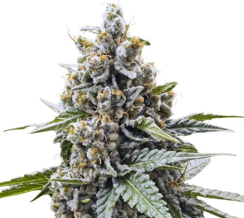 Blue Magoo Cannabissamen-Verpackung — Royal King Seeds Deutschland
