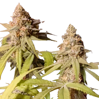 Blue Mango Cannabissamen-Verpackung — Royal King Seeds Deutschland