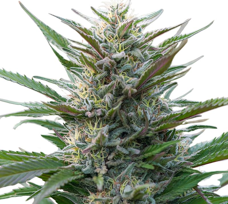 Blue Moon Rocks Cannabissamen-Verpackung — Royal King Seeds Deutschland