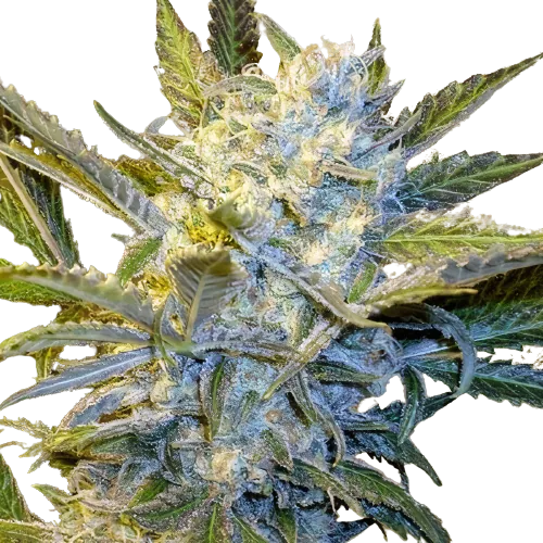 Blue Mystic Cannabissamen-Verpackung — Royal King Seeds Deutschland