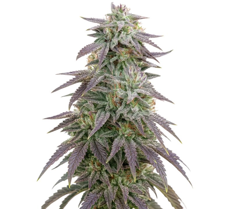Blue Ox Cannabissamen-Verpackung — Royal King Seeds Deutschland