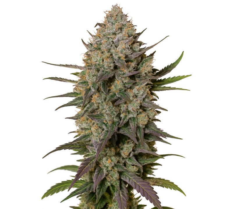 Blue Persuasion Cannabissamen-Verpackung — Royal King Seeds Deutschland